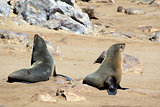 Colony of seals at Cape Cross Reserve, Atlantic Ocean coast