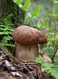 mushrum in the forest