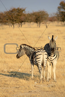 Herd of BurchellÂ´s zebras in Etosha wildpark