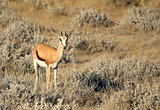 Springbok (Antidorcas Marsupialis ), Etosha National Park