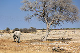 African elephant bull in Etosha Wildlife Reserve