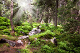 Old forest in the mountain -   stones, moss, sunbeams  and pine 