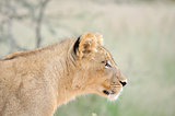 Lion cub in the Kalahari