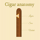 cigar anatomy