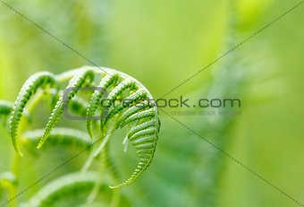 Fern leaf with shallow focus