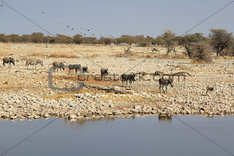 Herd of BurchellÂ´s zebras drinking water in Etosha wildpark