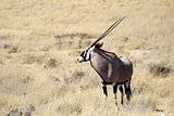 Gemsbok antelope, Etosha National Park