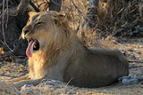 Young male lion (Panthera leo) lying in the grass, Etosha