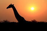 Giraffe in Etosha national reserve 