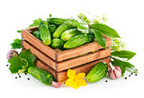 Fresh cucumbers in wooden box with green leaf and flower