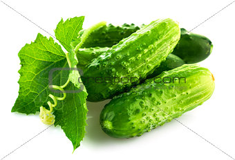 Fresh cucumber with green leaf