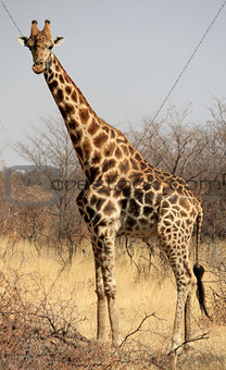 Giraffe in Mahango Game Park