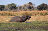 Wild hippopotamus in waterhole, Mahango game park
