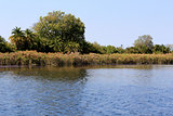 Okavango Delta water and "Cyperus papyrus" plant landscape.