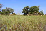 Okavango Delta water landscape.