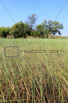 Okavango Delta water and plant landscape.