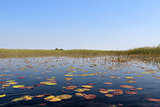 Okavango Delta water lillys and "Cyperus papyrus" plant landscap