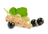 Ripe Black and White Currants with Green Leaf Isolated on White