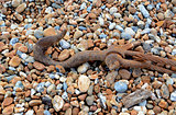 Rusty hook and cable on shingle