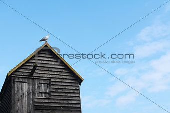 Seagull on the rooftop of a clapboard fishing hut