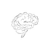 Isolated human brain sketch