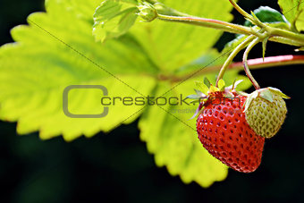 organic home grown ripe strawberry with an unripe strawberry fruits on the branch