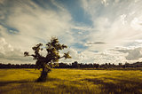 Tree grass field and sky vintage