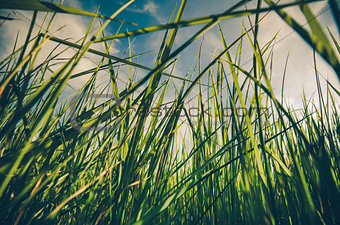 Green grass background vintage