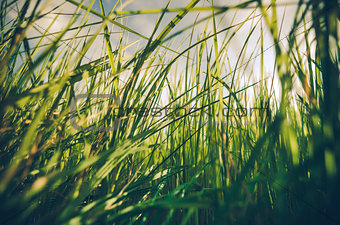 Green grass background vintage