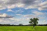 Tree grass field and sky
