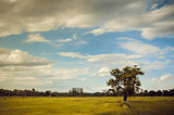 Tree grass field and sky vintage