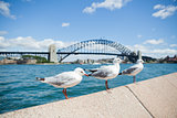 Seagulls and Sydney Harbour Bridge