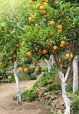 Mediterranean orange grove trees