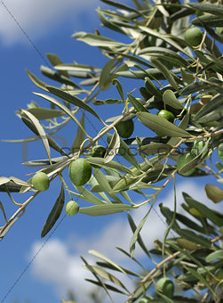 Fresh olive tree branch