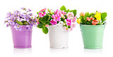 Spring flowers in bucket