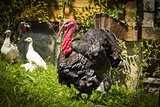 Turkey-cock