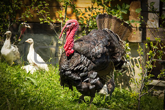 Turkey-cock