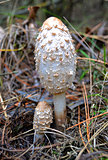 mushroom Coprinus comatus