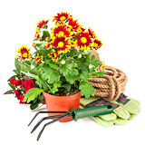 bouquet flowers in pot with garden tools