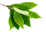 Branch green laurel leaf