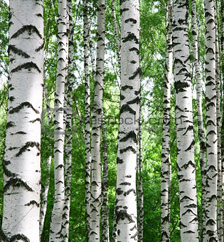 White birch trunks in summer sunny forest