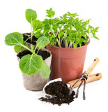 Garden tools with seedlings vegetable