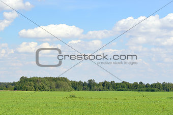 Green field, forest and blue sky