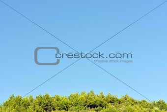 Forest and blue sky
