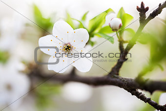 Beautiful spring blossoming plum tree  