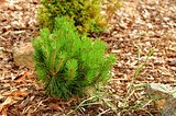 Small pine