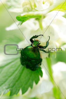 Beetle On Flower