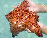 Virgin Island Starfish / Sea Star