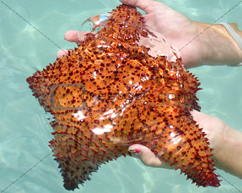 Virgin Island Starfish / Sea Star