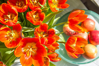 Red tulips and apples in sunlight